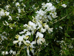 萩寺 最明寺 萩の花 2012