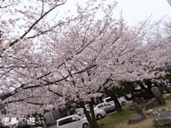 鳴門市役所 さくら 桜 2013