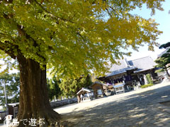 地蔵寺のイチョウ 2012