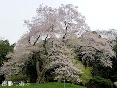 吉良のエドヒガン桜 2011