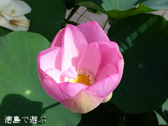 徳島県立埋蔵文化財総合センター 古代蓮 オオガハス