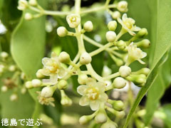 ���Ф��祯�� �� 2010