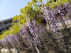 地福寺 藤の花 藤棚 紫 2013