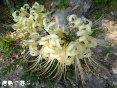 ���縩̾��������Į �򤤥ҥ���Х� �����Хʥޥ󥸥奷�㥲 2014