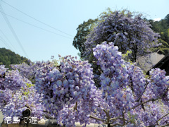 ���縩̾��������Į������ ������ �Τܤ�ƣ 2014