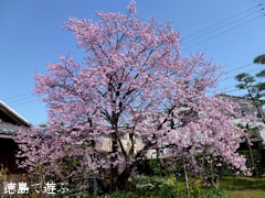 ���ĲȽ��� ˪�ܲ�� 2012