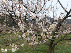 観梅苑 梅の花 2014