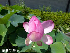 徳島県立埋蔵文化財総合センター 古代蓮 オオガハス