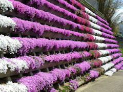 市場公園 芝桜 2011