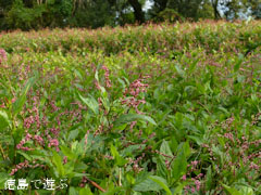 ���β� ���󥸥� 2012