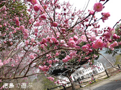 ƻ�α� ����Τ ����ԥɥ��Ĵ� ���� ���� 2014