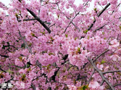 ����Ʋ ���ź� 2012