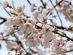 吉良のエドヒガン桜