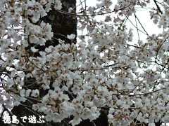 岡見堂のエドヒガン