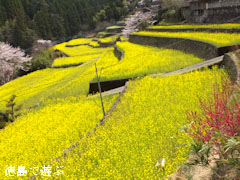 ����ݤ�Τ �ڤβ� 2013