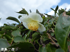 ���縩̾��������Į ��Ȫ ��β� 2016