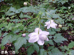 岳人の森 レンゲショウマ 蓮華升麻 2011