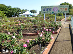 藍住 秋のバラ祭り 2012