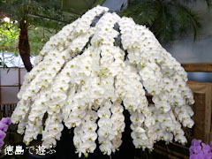 �Ƥ������Τ�����Ÿ