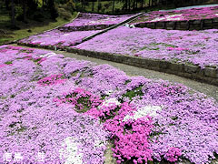 加茂農村公園 芝桜 2011