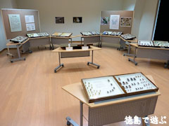移動展 世界の昆虫