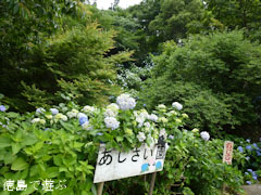 相生森林文化公園 あいあいらんど に 紫陽花 あじさい 2011