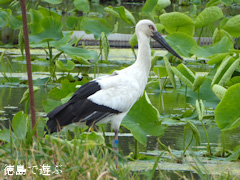 徳島県鳴門市大麻町 コウノトリ 鸛 2015