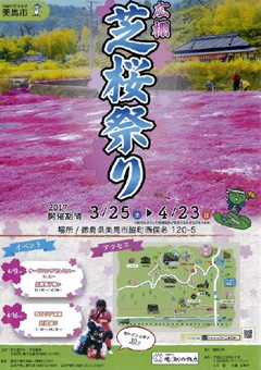 徳島県美馬市脇町 広棚 芝桜祭り 2017