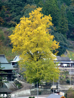 長福寺 大月のイチョウ 2011