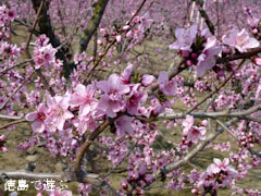 鳴門市大麻町 桃の花 2012