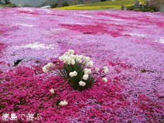 徳島県美馬市脇町 広棚の芝桜 2014