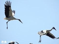 徳島県鳴門市大津町 コウノトリ 鸛 2015年10月13日