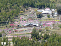 高開の石積み 芝桜 2011