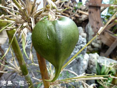 �������� ��