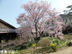 徳島県徳島市かちどき橋 原田家住宅 蜂須賀桜 2015