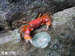 海部郡牟岐町 アカテガニ