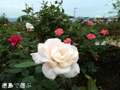 バラ園 藍翠苑 秋のバラ祭り 2010