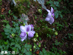 �ٿͤο� ϡ�ھ��� ��󥲥��祦�� 2012