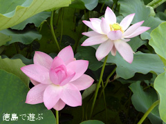 徳島県鳴門市 れんこん レンコン 蓮の花 2014