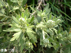 ナカガワノギク 2011