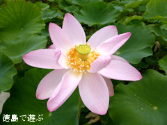 徳島県鳴門市 れんこん レンコン 蓮の花 2014