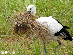 徳島県鳴門市大麻町 コウノトリ 電柱 巣 2015年10月5日