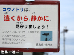 徳島県鳴門市大麻町 コウノトリ 電柱 巣 2015年10月5日