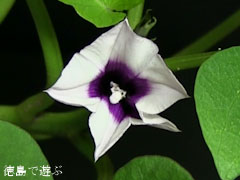 鳴門金時 なると金時 開花 2012