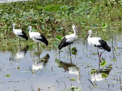 徳島県板野郡北島町 国の特別天然記念物 コウノトリ