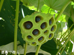 徳島県立埋蔵文化財総合センター 古代蓮 オオガハス