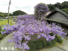 ���縩̾��������Į������ ������ �Τܤ�ƣ 2015