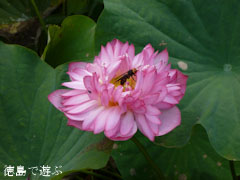 上勝町 茶碗蓮の花 2011