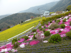 徳島県美馬市脇町 広棚の芝桜 2014
