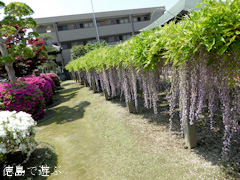 徳島県名西郡石井町 地福寺 藤の花 藤棚 紫 2014